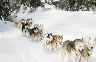 FunDog gift card