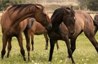 Rancho Colorado gift card