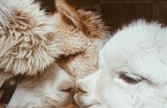 Wyspa Perperuny gift card