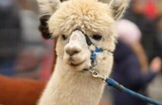 Alpaki To Tu gift card