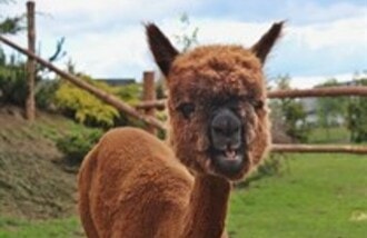 Al Pako - Alpaki nad morzem gift card